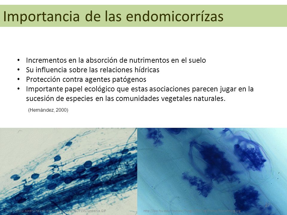 Que crema del hongo de las uñas es eficaz